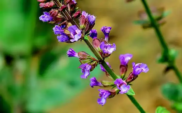 紫参的功效与作用本草纲目草部一紫参