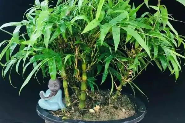 十大名贵竹子最名贵竹子排名