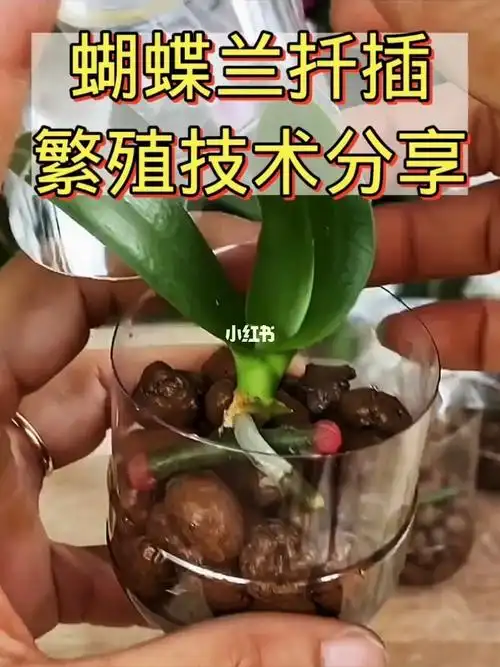 蝴蝶兰繁殖技术