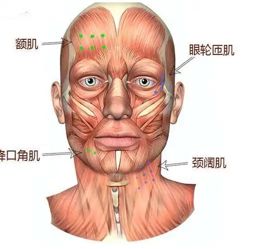 前额头痛按额肌求阳明