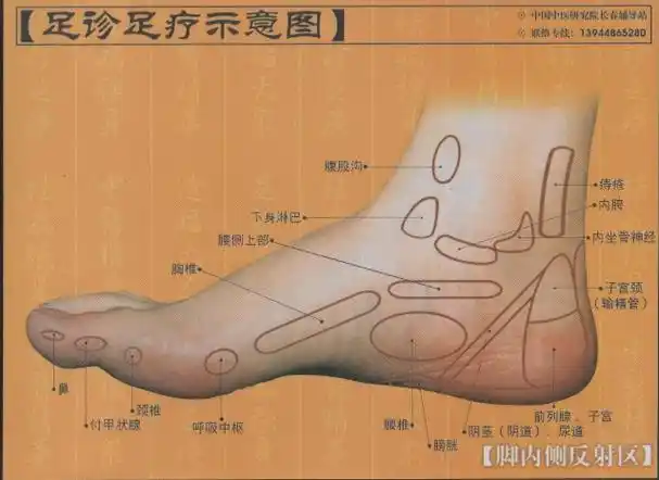 足部反射区图