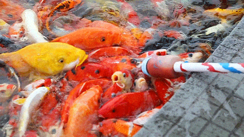 500_281gif 动态图 动图