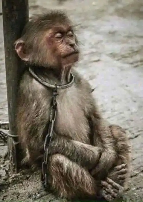 动物们悲伤的眼神照片看着心好痛不爱请别伤害67676767