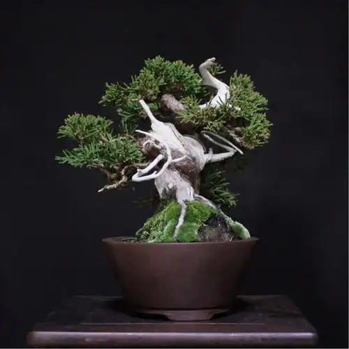 ajisawa 小品 真柏 盆栽