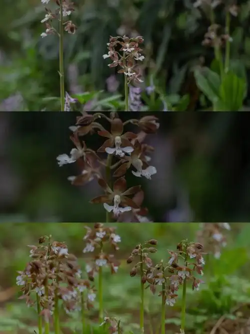 虾脊兰巧克力色的小可爱