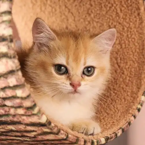 宠物摄影猫猫拍摄