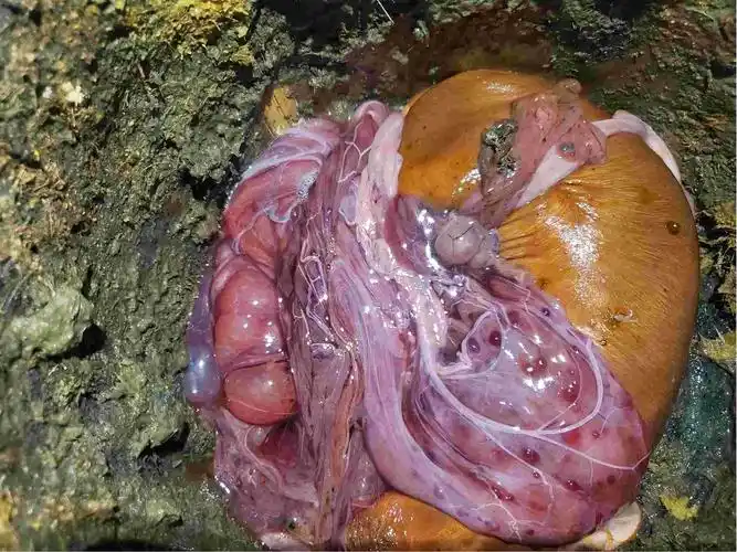 老师您好我想向您咨询一下我的母猪母猪产崽死胎9个活下来一个母猪