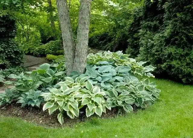 庭院美化!这15个树下景观打造,创意满满!附种植方法_植被_鹅卵石_甲板