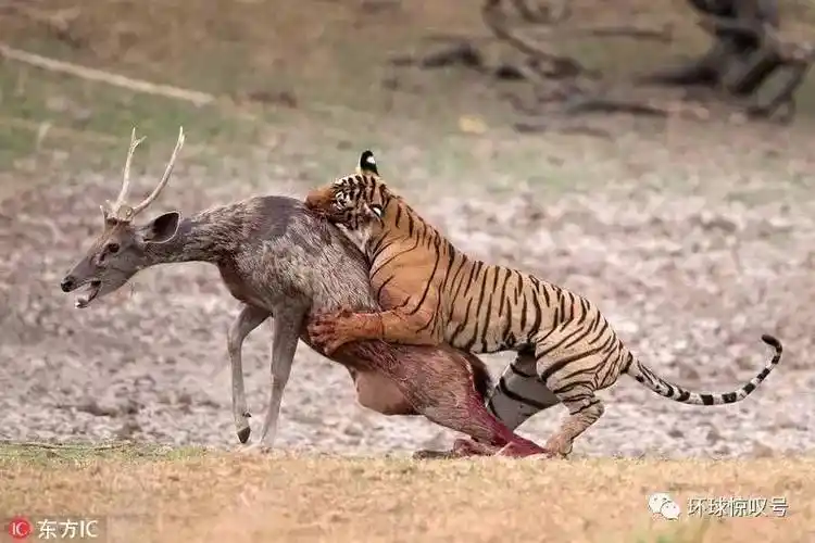 2016环球大观动物捕食瞬间