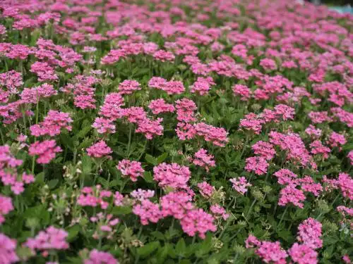 粉色的美女樱 户外