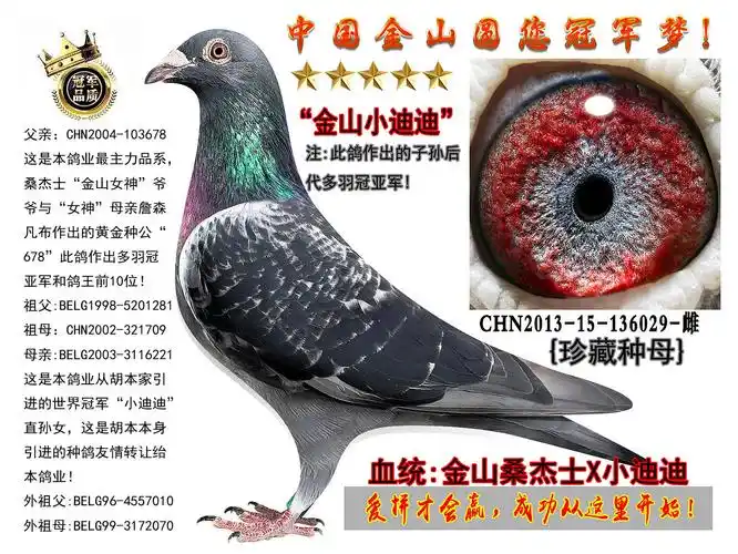 世界冠军小迪迪x桑杰士黄金种公"678" - 中国金山鸽业