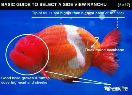 品鉴| 7张图告诉你,理性挑选国寿的基础方法_兰寿