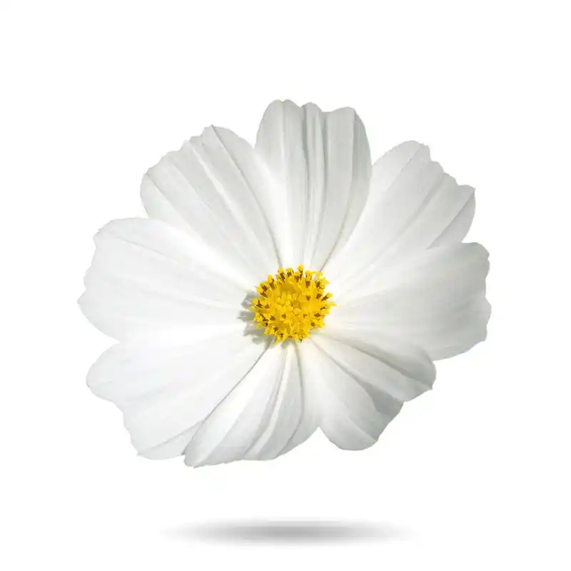 花波斯菊,孤立与剪切路径的白色背景上的白色波斯菊花海.