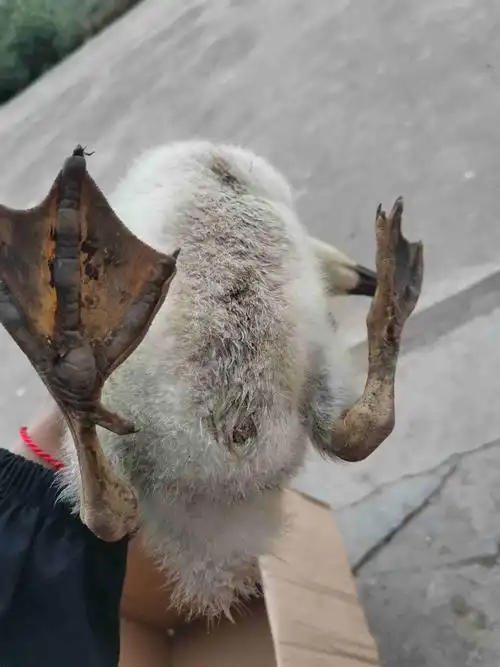 鸭子脚掌发黑应该怎么办