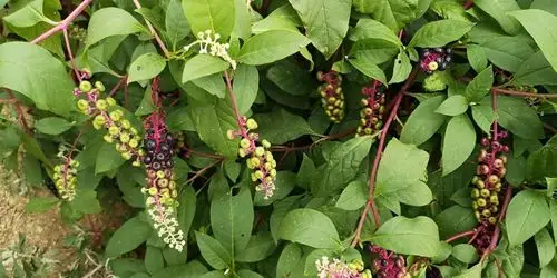 日月峡中草药(1149)--商陆4