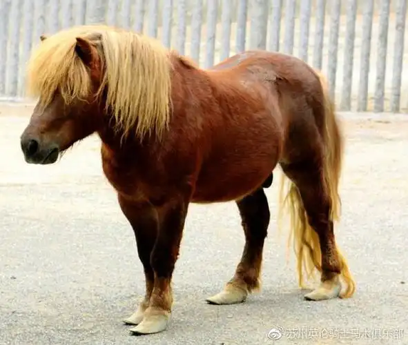 通常我们会用矮马表示个头矮小的马,用马表示个头高大的马.