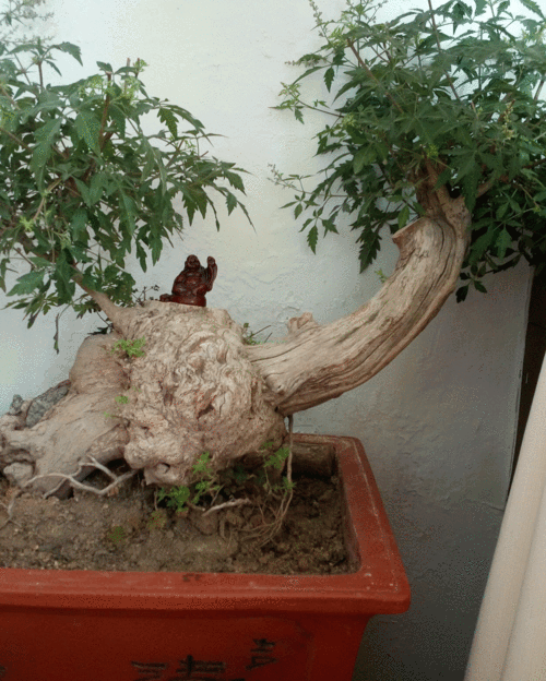 【黄荆轲】苗龄200年杂木盆景价格_图片_行情_报价 - 中国花木网