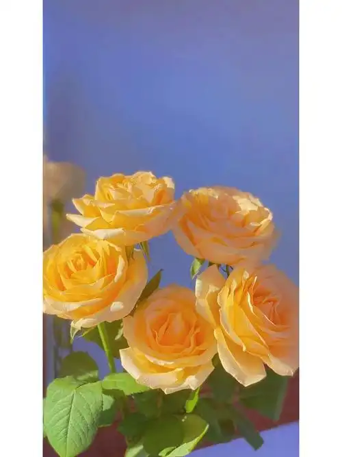 黄玫瑰像太阳一样灿烂