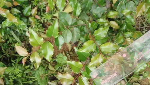 请问一种有剌的小灌木,叫什么