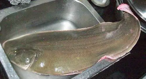 舌鳎舌鳎,又称舌头鱼,常见的做法有红焖,红烧,干烧舌头鱼.