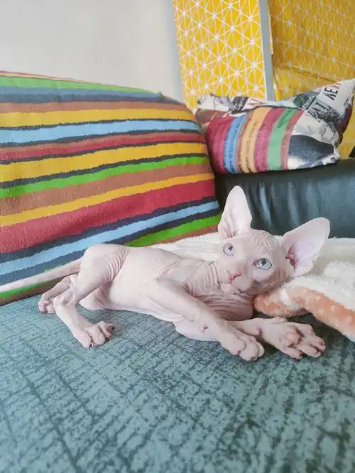 斯芬克斯无毛猫
