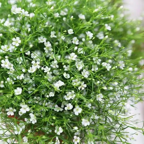 吉普赛满天星花苞植物室内阳台花卉盆栽绿植好养时令草本花卉