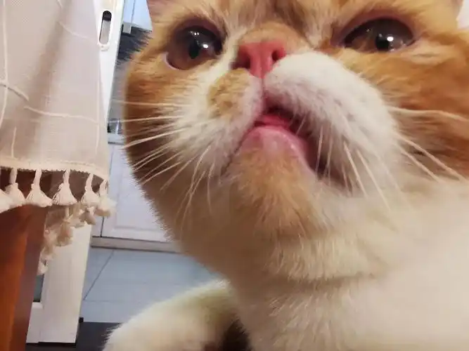 抓拍的下牙挂嘴导致的歪嘴照