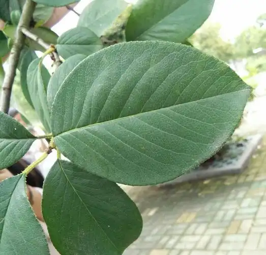 木瓜―蔷薇科―叶椭圆形,叶端急尖,基部圆形,叶缘有刺芒状尖锐锯齿.