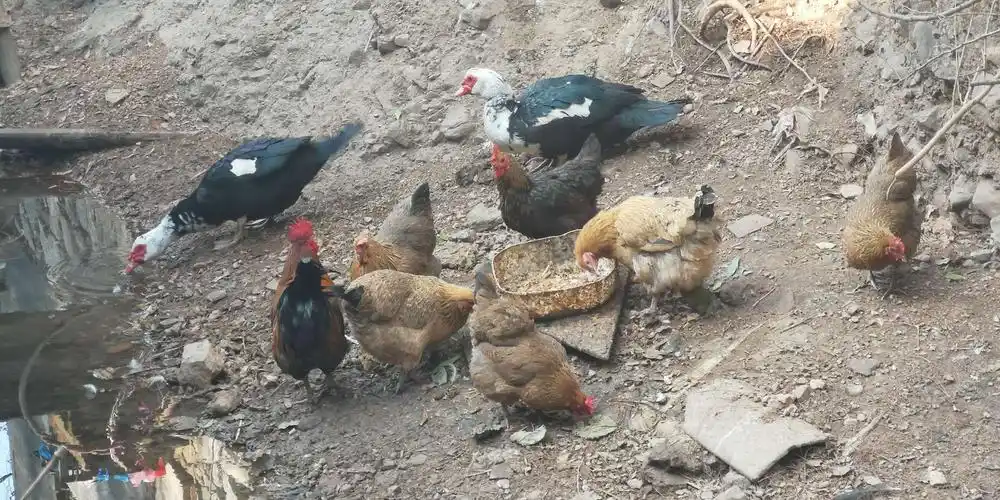 农家院养的鸡鸭