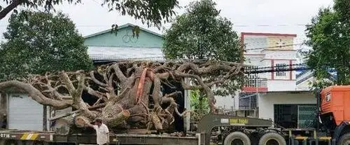 越南老人6万元买烂树根回家加工,现在别人出资1015万收购