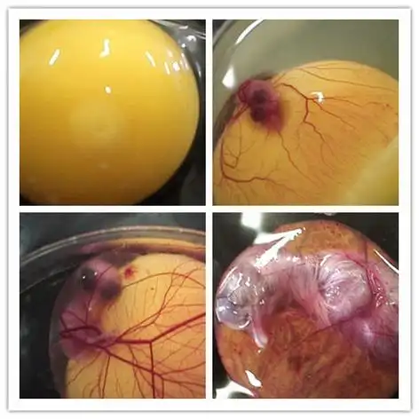 【图】鸡蛋孵出小鸡全过程 好神奇