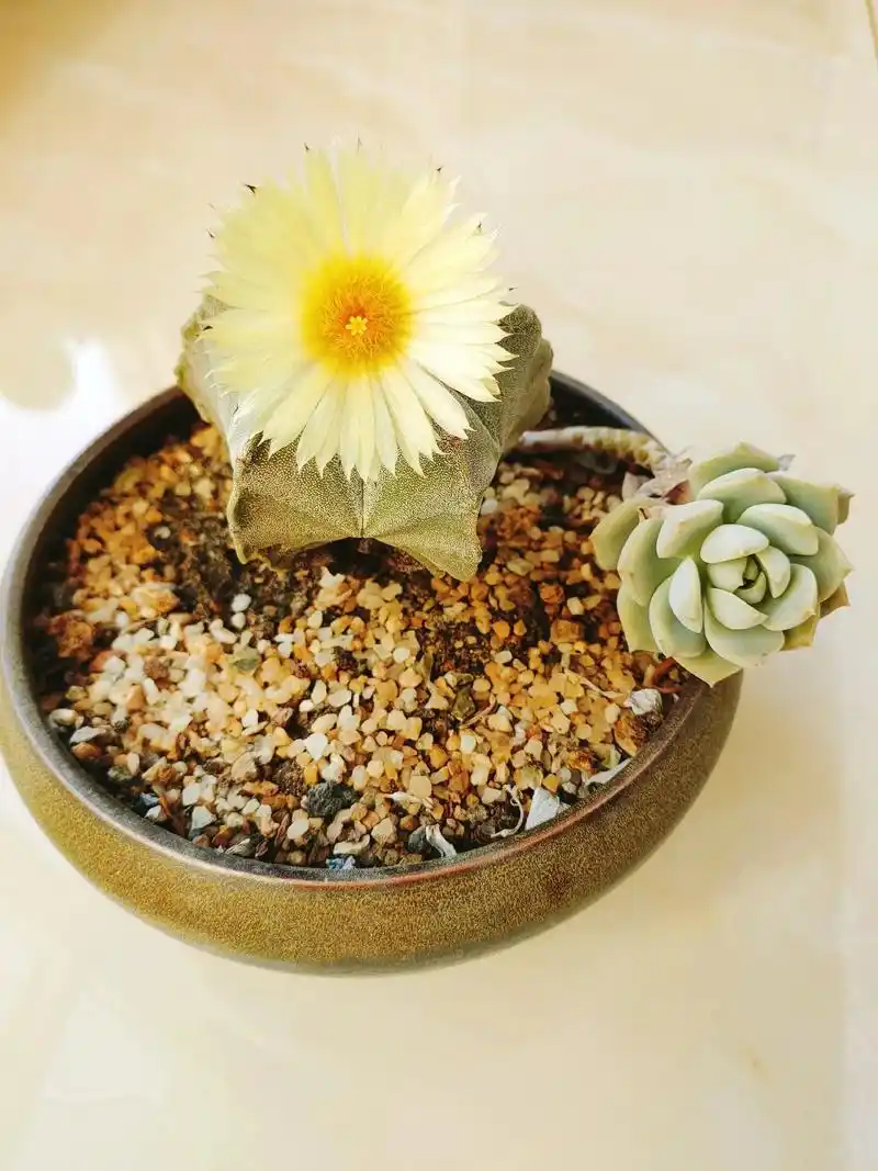 我特别喜欢的五角鸾凤玉今天开花了此花遇到阳光就开夜晚花瓣就自然