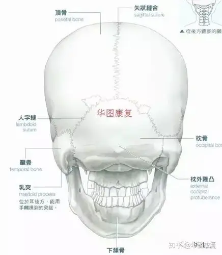 颅骨后面