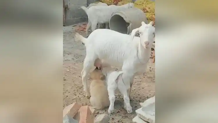 小狗来吃羊奶,羊妈欣然接受,没有排斥!