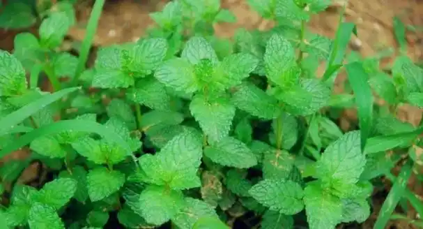 石香菜河南人的思乡菜它很像薄荷只有河南人才能分得清