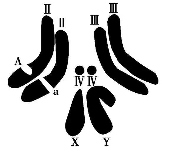 (2019·唐山联考)已知决定果蝇的翅型有长翅,小翅和残翅3种类型,由a与