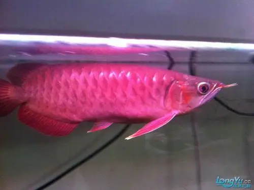 求辨别泗水yuki证书真伪顺便发下4个月的血麒麟