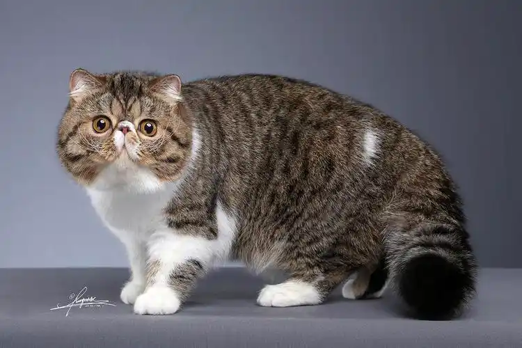 异国短毛猫amyworks,拍摄于沈阳