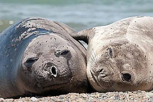 南方,海象,象海豹,靠近,阿根廷,南美