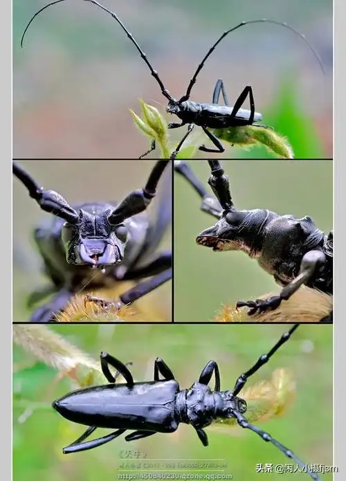 关于星天牛介绍,星天牛百度百科(这外貌"粗糙"的天牛你认得么)