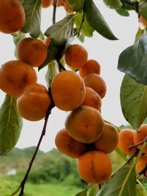 金秋十月硕果累累