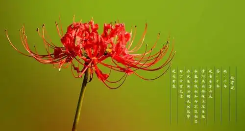 彼岸花:所谓的曼陀沙华和曼珠沙华,只是信念不同