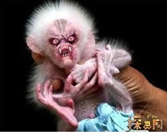 科学家承认水猴子存在,拉人下水的恐怖水怪(图片)