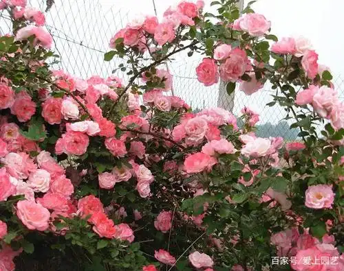 花繁如樱,灿若云霞,一年成型,多季开花的藤本月季——樱霞