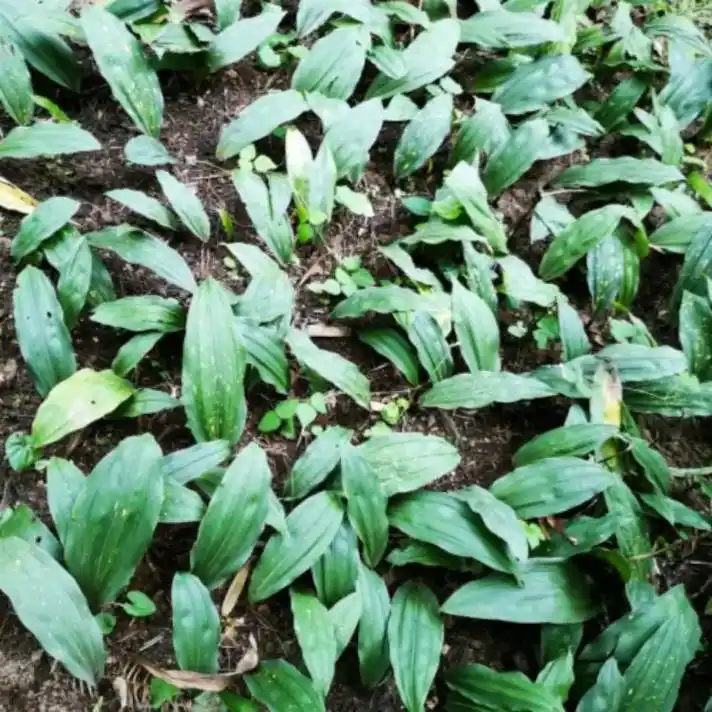 礼赞天地之化育~~山慈菇,别名金灯,朱姑等.其根气 - 抖音