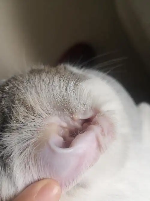 猫耳朵边缘发黄正常吗