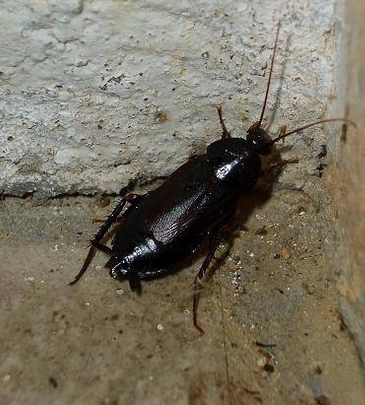 各种类蟑螂的讲解