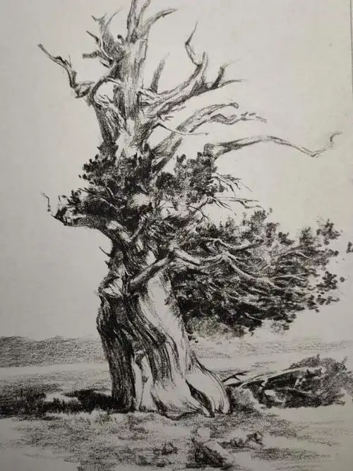 树的素描图片简单画法_小红书