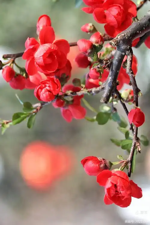 贴梗海棠,一笑嫣然