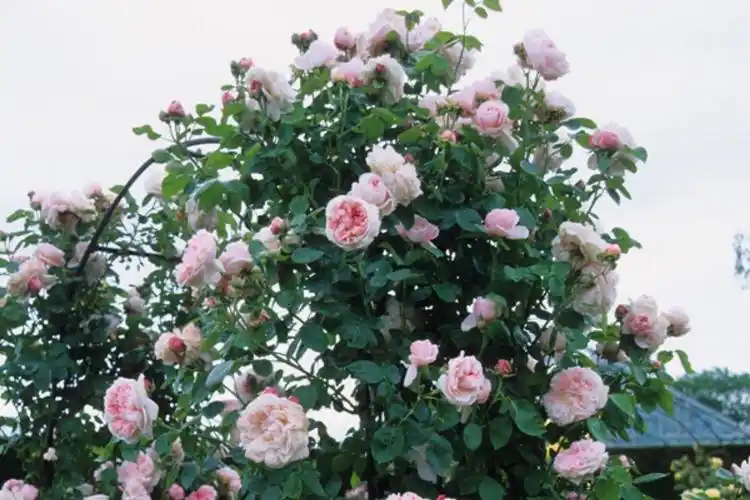 藤本月季圣斯威辛(英国)